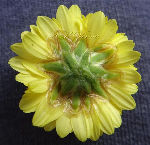  Capitulum with involucre
